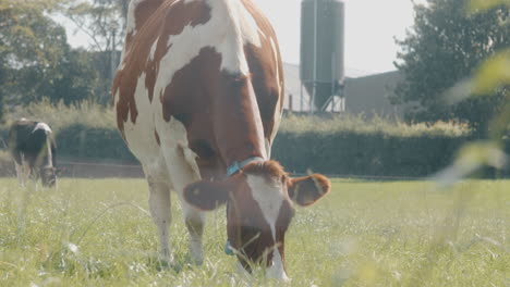 Ayrshire-Braune-Kühe,-Die-Auf-Dem-Feld-Weiden