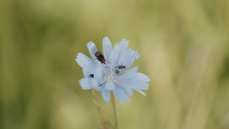 Primer-Plano-Macro-De-Insectos-En-Una-Flor-Azul