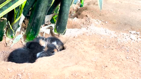 Fluffy-and-feral-baby-cats-or-kitten-are-cuddling-with-each-other-in-dug-up-hole-or-nest-in-the-ground