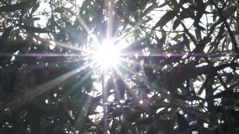Sonneneruptionen-Der-Sonne,-Die-Sanft-Und-Verträumt-Durch-Das-Laub-Der-Olivenbäume-Scheinen