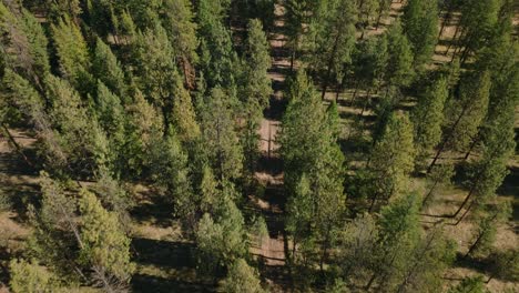 Aerial-drone-view-following-motorcycle-down-forest-road-with-pine-trees