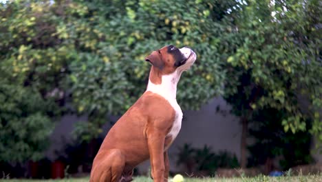 Static-shot-of-a-boxer-puppy-sitting-and-looking-up-at-its-owner