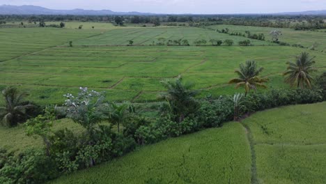 Antenne-Nach-Vorne-über-Grüne-Reisfelder-In-Der-Dominikanischen-Republik