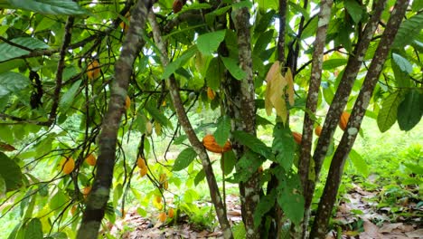 Entering-a-tree-full-of-cocoa-fruit