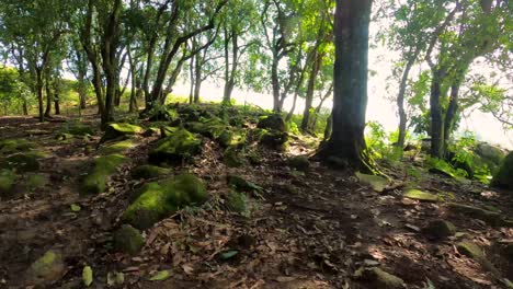 Hyperlapse-video-of-walking-on-the-trail-inside-the-woods-with-sun-reflection-in-the-background