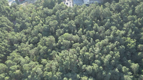 Aerial-Flying-Over-Dense-Forest-Tree-Tops-At-Krynica-Morska