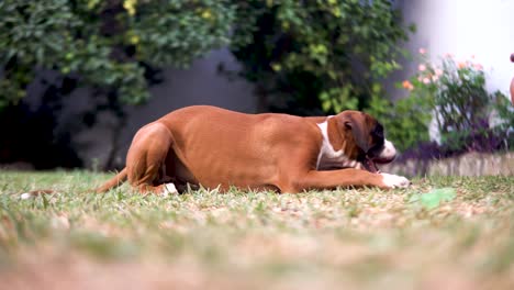 Low-shot-of-a-boxer-puppy-chewing-on-a-stick-in-the-back-garden