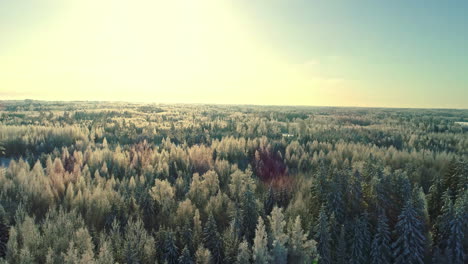 Treetop-view-of-coniferous-forest-in-winter-season-at-sunset