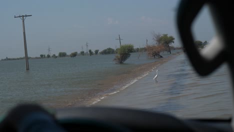 Weißer-Reihervogel-Auf-überfluteter-Straße-In-Pakistan