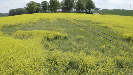 Luftdrohnenaufnahme-Eines-Kleinen-Hauses,-Umgeben-Von-Bäumen-Und-Ackerlandfeldern-Mit-Gelben-Rapsblüten-In-Schweden