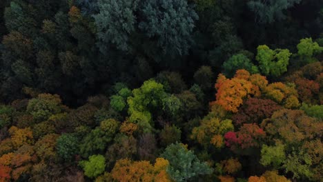 Drohnenaufnahme-Von-Herbstfarbenen-Bäumen