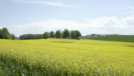 Luftdrohnenaufnahme-Des-Gelben-Rapsfeldes-In-Schweden
