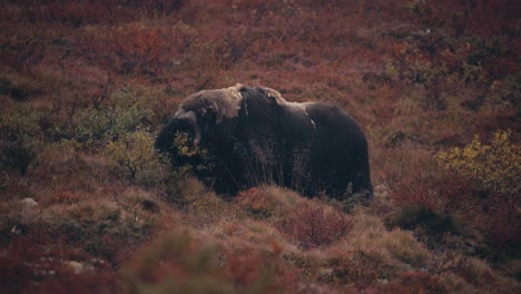 Riesiges-Tier-Des-Moschusochsenbullen-Im-Herbstwald-Bei-Dovrefjell,-Norwegen