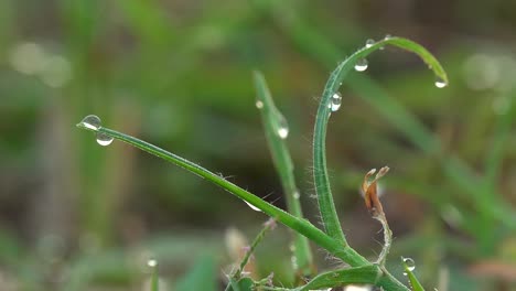 fresh-morning-water-dew-drops-on-vibrant-green-grass-lit-by-the-sun-blowing-in-the-wind-close-up-zooming-out-through-grass