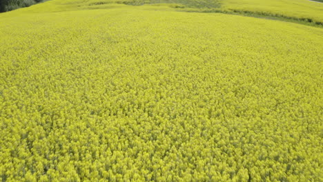 Aerial-close-up-of-flowering-canola-field-on-a-sunny-day