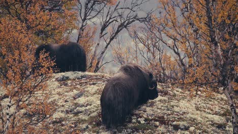 Muskox-In-Their-Habitats-At-Dovrefjell-During-Autumn-Season-In-Norway