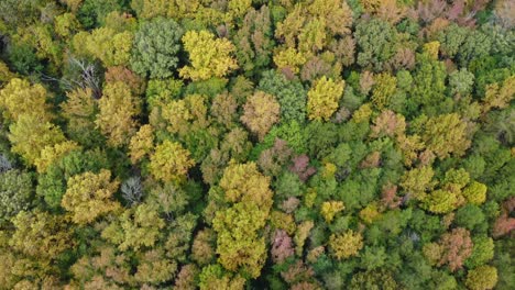 Aerial-downward-shot-of-fall-trees-and-fall-leaves-in-Clemmons-NC