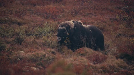 Giant-Horned-Musk-Ox-Feeding-In-Autumnal-Forest-At-Dovrefjell–Sunndalsfjella-National-Park,-Norway