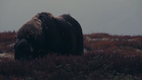 Moschusochsenbullenmännchen-In-Den-Bergen-Im-Dovrefjell-nationalpark,-Norwegen