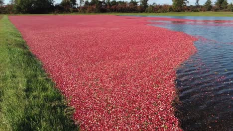 Im-Herbst-Sind-Cranberry-Sümpfe-In-Central-Wisconsin-Erntereif