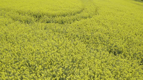 Drone-shot-of-rapeseed-field-near-a-farm-in-Sweden