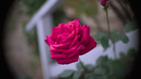 Extreme-Close-Up-of-a-Red-Rose-with-Blur-Background