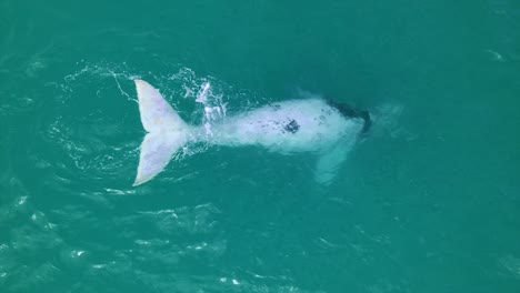 White-Southern-Right-Whale-calf-in-the-wild