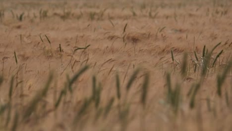 Wheat-field-softly-blowing-in-the-wind
