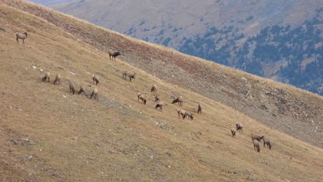 Herd-of-elk-on-a-mountain-side-during-late-fall,-early-winter,-bull-and-cows