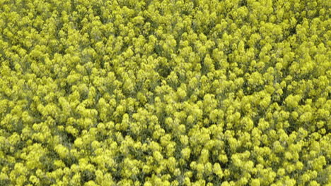Close-up-aerial-view-of-canola-flowers-from-above