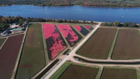 Im-Herbst-Sind-Cranberry-Sümpfe-In-Central-Wisconsin-Erntereif