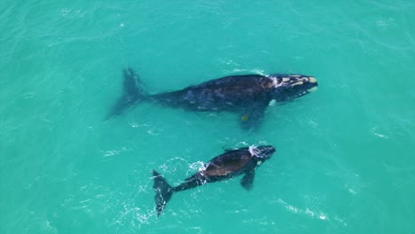 Southern-Right-Whale-mother-and-calf