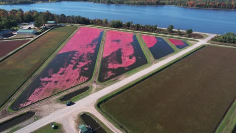 In-the-fall,-cranberry-marshes-are-ready-for-harvest-in-central-Wisconsin