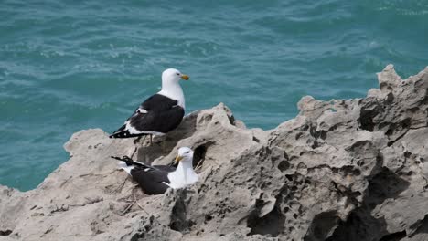 A-mating-pair-of-seagulls-nesting-on-a-cliff