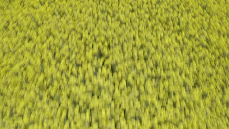 Aerial-directly-above-shot-of-blurry-yellow-canola-field-rapeseed-flowers-in-slowmotion