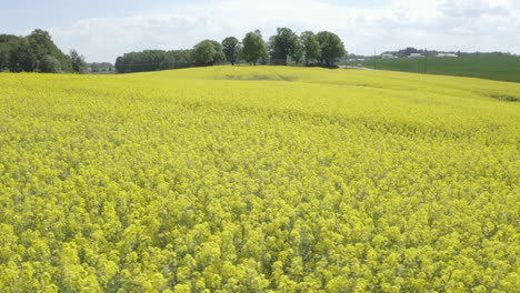 Aerial-tilting-down-shot-of-bright-yellow-canola-field