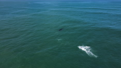 Jubilant-brindle-whale-calf-breaches-and-makes-big-splash-in-water