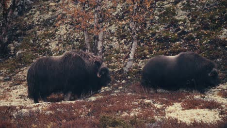 Un-Par-De-Ovibos-Moschatus-Muskoxen-En-El-Parque-Nacional-Dovrefjell,-Noruega