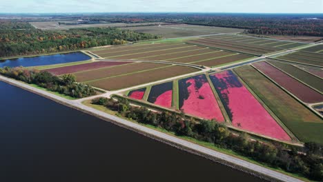 In-the-fall,-cranberry-marshes-are-ready-for-harvest-in-central-Wisconsin