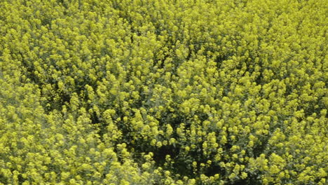 Aerial-close-up-shot-of-yellow-and-green-canola-field-in-slowmotion