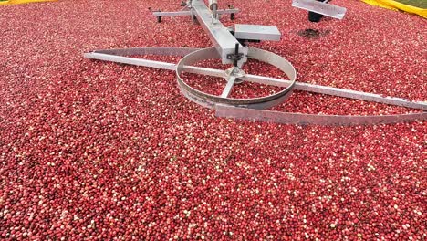 A-berry-pump-moves-cranberries-from-the-marsh-into-a-separator-to-be-cleaned-and-transported