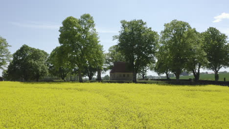 Aerial-shot-going-backwards-from-a-small-lonely-house-surrounded-by-trees-and-tilting-down-at-the-end-on-the-yellow-canola-field-rapeseed-flowers