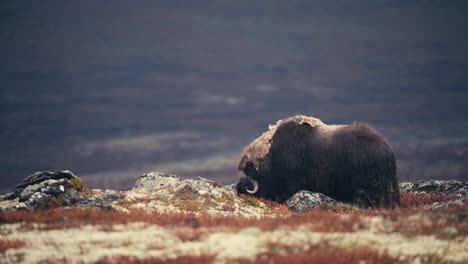 Muskoxen-On-The-Rocky-Mountains-Of-Dovre-In-Norway