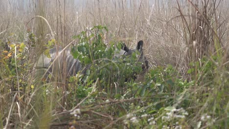 An-endangered-one-horned-rhino-standing-in-the-tall-safari-grasses-of-the-Chitwan-National-Park-in-Nepal-on-a-sunny-day