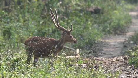 Ein-Gefleckter-Hirsch,-Der-Seine-Umgebung-Im-Dichten-Dschungel-Des-Chitwan-nationalparks-In-Nepal-Aufmerksam-Macht