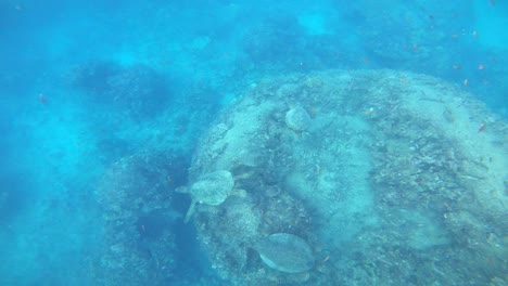 Five-green-sea-turtles-in-Oahu,-Hawaii