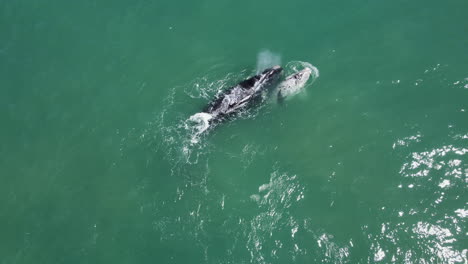 High-angle-view-of-Southern-Right-whale-with-her-brindle-calf-in-Hermanus,-RSA