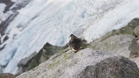 Ein-Huhn-In-Den-Alpen-über-Dem-Bugaboo-gletscher