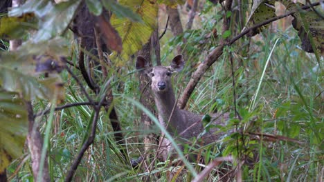 A-sambar-deer-cautiously-standing-in-the-jungle-in-the-Chitwan-National-Park-and-testing-the-breezes-for-any-signs-of-danger
