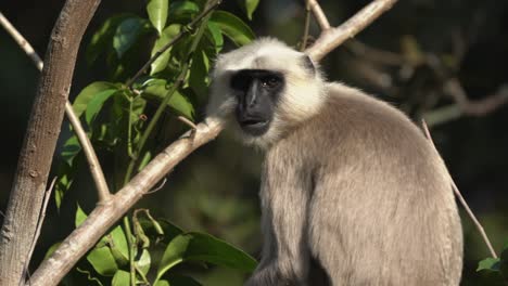 A-gray-langur-sitting-in-a-tree-and-eating-leaves-in-the-Chitwan-National-Park-in-Nepal